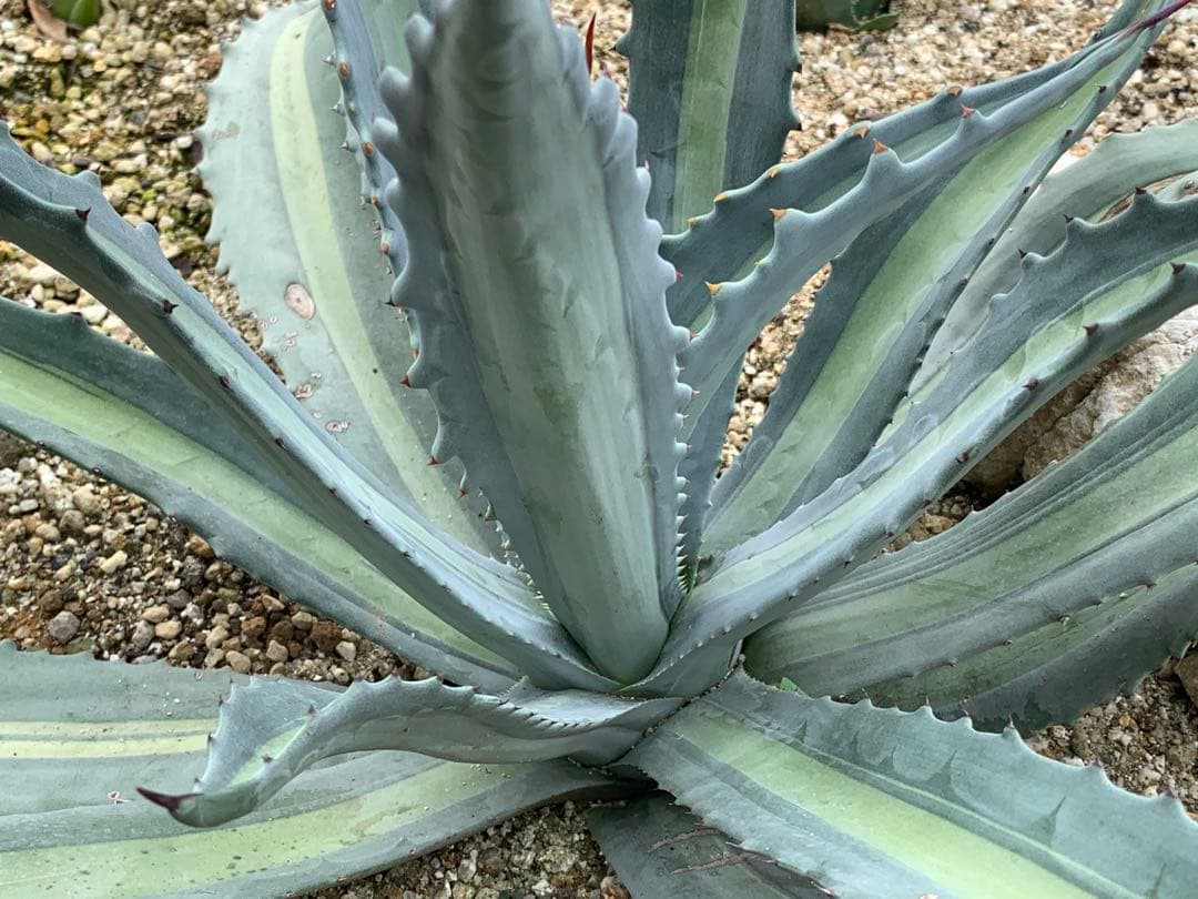 【特選】プロトアメリカーナ⭐︎レモンライム✴︎シルバーライム✴︎極上美株✴︎抜き苗発送